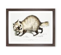 Racoon Faced Dog By John Edward Gray Vintage Framed Print | A2 Walnut Framed Wall Art | Ready to Hang | Classic Animal Picture | Living Room Bedroom Lounge Office