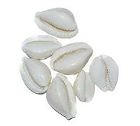 Radhna Indian Traditional Indian Combo of Yellow Kaudi White kaudi and Black Kowdi Shell Cowrie Black Cowrie Yellow Cowire White Cowrie Religious Kauri 11 Pieces Each