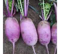 Radish Blue Candle Mixed F1 Seeds - Unique Purple Roots For Autumn/winter Sowing - 1 Packet - Thompson & Morgan