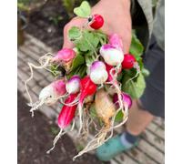 Radish Rainbow Mix 6 Plug Plants