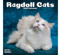 Ragdoll Cats 2026 Calendar | Square Wall Calendar | Cat Gift | Plastic Free Packaging | by Avonside Publishing