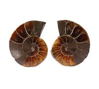 Raguso 2Pcs Ammonite Fossil Specimen Shell Specimen Stones and Minerals Specimen (Diameter 4cm)