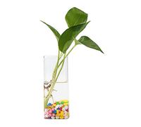 Raguso Hydroponic Container Glass Planter Glass Plants Vase Wall Hanging Glass Vase Planting Container (Long tube)