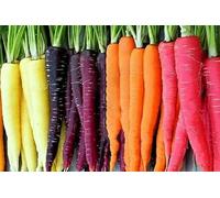 Rainbow Carrot Seed