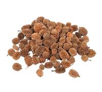 Rainbow Eco Play Dried Natural Birch Pine Cones 100g - Mini Birch Pine Cones Ideal for Christmas Decorations and Crafts, Wreath Making, Bowl Fillers, Home Décor, Table Scatters - approx 200 pcs