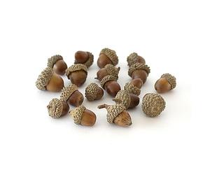 Rainbow Eco Play Natural Acorns - Wreath Decoration, Christmas Decorations, Ideal for Arts and Crafts, Sensory Toys for Kids, Hand Made Gifts, Indoor and Outdoor Crafting - 200g