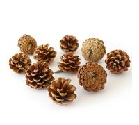Rainbow Eco Play Natural Pine Cones, Ideal for Arts and Crafts, Sensory Toys for Kids, Hand Made Gifts, Christmas Decorations, Indoor and Outdoor Crafting, Wreath Decoration - 500g (approx 40pcs)