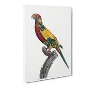 Rainbow Lorikeet By F. Levaillant Canvas Print | Gallery Wrapped 30mm Frame Wall Art | 24x16 inches | Ready to Hang | Retro Rainbow Picture | Living Room Bedroom Lounge Office