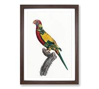 Rainbow Lorikeet by F. Levaillant Framed Print | A2 Walnut Framed Wall Art | Ready to Hang | Modern Nature Picture | Living Room Bedroom Lounge Office