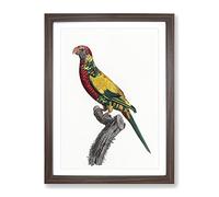 Rainbow Lorikeet By F. Levaillant Vintage Framed Print | A3 Walnut Framed Wall Art | Ready to Hang | Classic Nature Picture | Living Room Bedroom Lounge Office