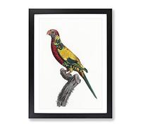 Rainbow Lorikeet By F. Levaillant Vintage Framed Print | A4 Black Framed Wall Art | Ready to Hang | Classic Nature Picture | Living Room Bedroom Lounge Office