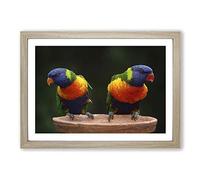 Rainbow Lorikeet Parrot Birds Framed Print | A2 Oak Framed Wall Art | Ready to Hang | Modern Animal Picture | Living Room Bedroom Lounge Office