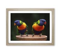 Rainbow Lorikeet Parrot Birds Modern Framed Print | A3 Oak Framed Wall Art | Ready to Hang | Modern Animal Picture | Living Room Bedroom Lounge Office