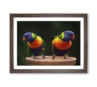 Rainbow Lorikeet Parrot Birds Modern Framed Print | A3 Walnut Framed Wall Art | Ready to Hang | Modern Animal Picture | Living Room Bedroom Lounge Office