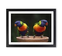 Rainbow Lorikeet Parrot Birds Modern Framed Print | A4 Black Framed Wall Art | Ready to Hang | Modern Animal Picture | Living Room Bedroom Lounge Office