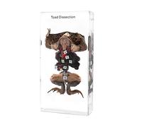 Rainbow_Road Animal Toad Dissection Specimen Science Classroom Toad Taxidermy Resin Paperweight for Science Education