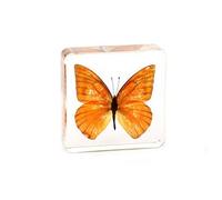Rainbow_Road Real Animal Butterfly Specimen Resin Desk Paperweight Science Classroom Insect Specimen for Science Education Include Graphium doson,Catopsilia pomona,Parantica adlea.. (Butterfly14)