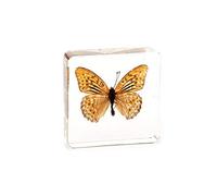 Rainbow_Road Real Animal Butterfly Specimen Resin Desk Paperweight Science Classroom Insect Specimen for Science Education Include Graphium doson,Catopsilia pomona,Parantica adlea.. (Butterfly10)