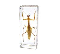 Rainbow_Road Real Insect Mantis Specimen Resin Desk Paperweight Animal Taxidermy Science Classroom Specimen for Science Education