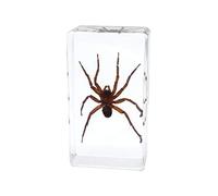 Rainbow_Road Real Insect Spider Specimen Science Classroom Taxidermy Resin Desk Paperweight Articulated Specimen for Science Education (Pirata subpiraticus)