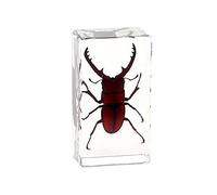 Rainbow_Road Real Insect Stag Beetle Specimen Resin Desk Paperweight Science Classroom Spade beetle Taxidermy Articulated Specimen for Science Education (Prosopocoilus astacoides)