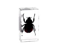 Rainbow_Road Real Insect Stag Beetle Specimen Resin Desk Paperweight Science Classroom Spade beetle Taxidermy Articulated Specimen for Science Education (Xylotrupes gideon)