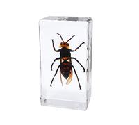 Rainbow_Road Real Insect Wasp Specimen Science Classroom Hornet Taxidermy Resin Desk Paperweight Specimen for Science Education