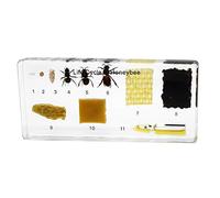 Rainbow_Road Real Life Cycle of Honeybee Development Specimen Resin Desk Paperweight Honeybee Grow Taxidermy Science Classroom Specimen for Science Education