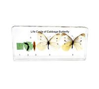 Rainbow_Road Real Lifecycle of a Cabbage Butterfly Animal Resin Paperweight Science Classroom Insect Specimen for Science Education