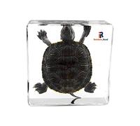 Rainbow_Road Real Marine Animal Brazil Turtle Specimen Resin Desk Paperweight Science Classroom Tortoise Taxidermy for Science Education
