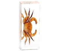 Rainbow_Road Real Marine Animal Crab Specimen Science Education Specimen Resin Desk Paperweight Fiddler crab Hermit crab Taxidermy (Chiromantes dehaani)