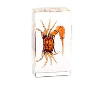 Rainbow_Road Real Marine Animal Crab Specimen Science Education Specimen Resin Desk Paperweight Fiddler crab Hermit crab Taxidermy (Uca crassipes)