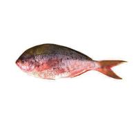 Rainbow Snapper 2kg - Fresh Whole Fish for Grilling, Baking & Gourmet Seafood