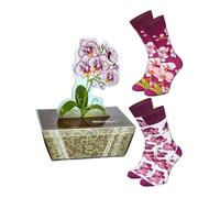 Rainbow Socks - Orchid Box Socks - Women's Novelty Gift Socks for Women Girls Grandmother Florists Flower Fans - Floral Cotton Socks - 2 Pairs - Size 7.5-11