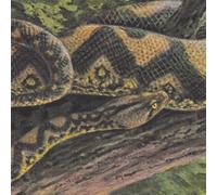 Rainforest Spiritual Enslavement - Ambient Black Magic (3lp) [VINYL]