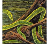 Rainforest Spiritual Enslavement - Green Graves [VINYL]