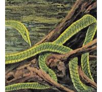 Rainforest Spiritual Enslavement - Green Graves [VINYL]