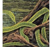 RAINFOREST SPIRITUAL - GREEN GRAVES GALAXY GREEN VINYL 3LP - Vinyl Re - E72z