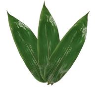 Rainlily Wen Leaf Bamboo 100 Pcs for Cooking Zongzi 4 * 14'' Sushi Plate Banana Leaf Substitutes Making Chinese Snack Vacuum Wrap Foods Kit Plate Decorations for Party