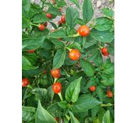 Raj's Wiri Wiri Chilli Seeds - 10 Fresh Seeds