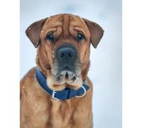 Ralph & Co Rimini Double Leather Dog Collar Midnight Blue (X-Small)