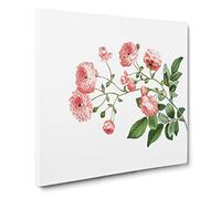 Rambler Roses by Pierre Joseph Redoute Canvas Print | Gallery Wrapped 30mm Frame Wall Art | 20x20 inches | Ready to Hang | Retro Floral Picture | Living Room Bedroom Lounge Office