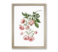 Rambler Roses By Pierre Joseph Redoute Vintage Framed Print | A4 Oak Framed Wall Art | Ready to Hang | Classic Nature Picture | Living Room Bedroom Lounge Office