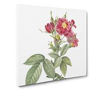 Rambling Rose in Pink by Pierre Joseph Redoute Canvas Print | Gallery Wrapped 30mm Frame Wall Art | 14x14 inches | Ready to Hang | Retro Floral Picture | Living Room Bedroom Lounge Office