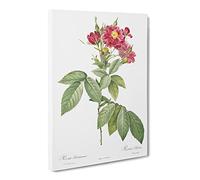 Rambling Rose In Pink By Pierre Joseph Redoute Canvas Print | Gallery Wrapped 30mm Frame Wall Art | 20x14 inches | Ready to Hang | Retro Floral Picture | Living Room Bedroom Lounge Office