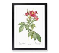 Rambling Rose in Pink by Pierre-Joseph Redoute Framed Print | A2 Black Framed Wall Art | Ready to Hang | Modern Floral Picture | Living Room Bedroom Lounge Office