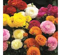 Ranunculus 'Gambit Mix'. 7cm Plant x 3. Persian Buttercup plants, ideal for cut flowers. Bedwen Plants Online Garden Centre