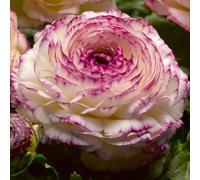 Ranunculus 'Gambit Vanilla Rose Bicolour'. Plug Plant x6. Persian Buttercup plants, ideal for cut flowers. Bedwen Plants Online Garden Centre