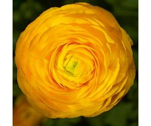 Ranunculus 'Magic Golden Yellow'. Plug Plant x6. Persian Buttercup plants, ideal for cut flowers. Bedwen Plants Online Garden Centre