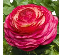 Ranunculus 'Magic Rose Delight'. 7cm Plant x 3. Persian Buttercup plants, ideal for cut flowers. Bedwen Plants Online Garden Centre